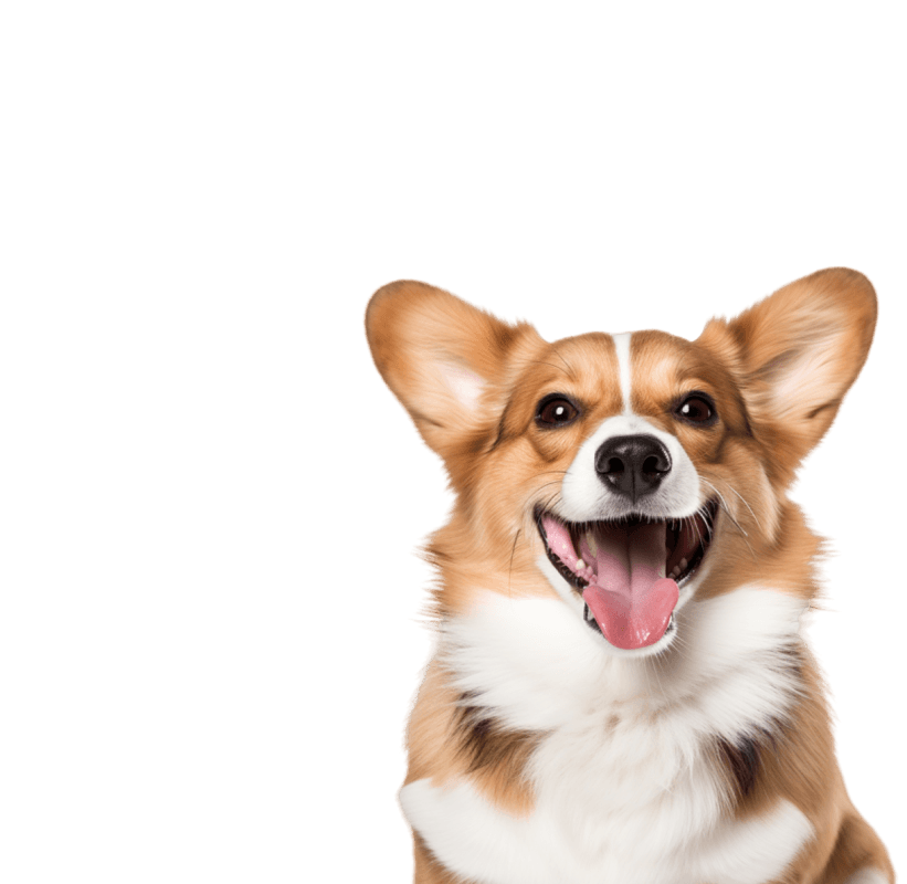 foto de um cachorrinho